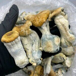 Mushrooms, Gummies and Chocolate bars 🍫🍫🍄🍫